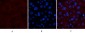 Collagen IV mouse Monoclonal Antibody(8E5)